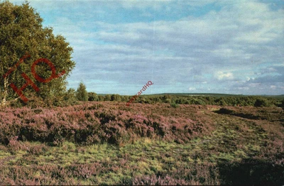 £3.49 • Buy Picture Postcard>>Cannock Chase, Brindley Heath